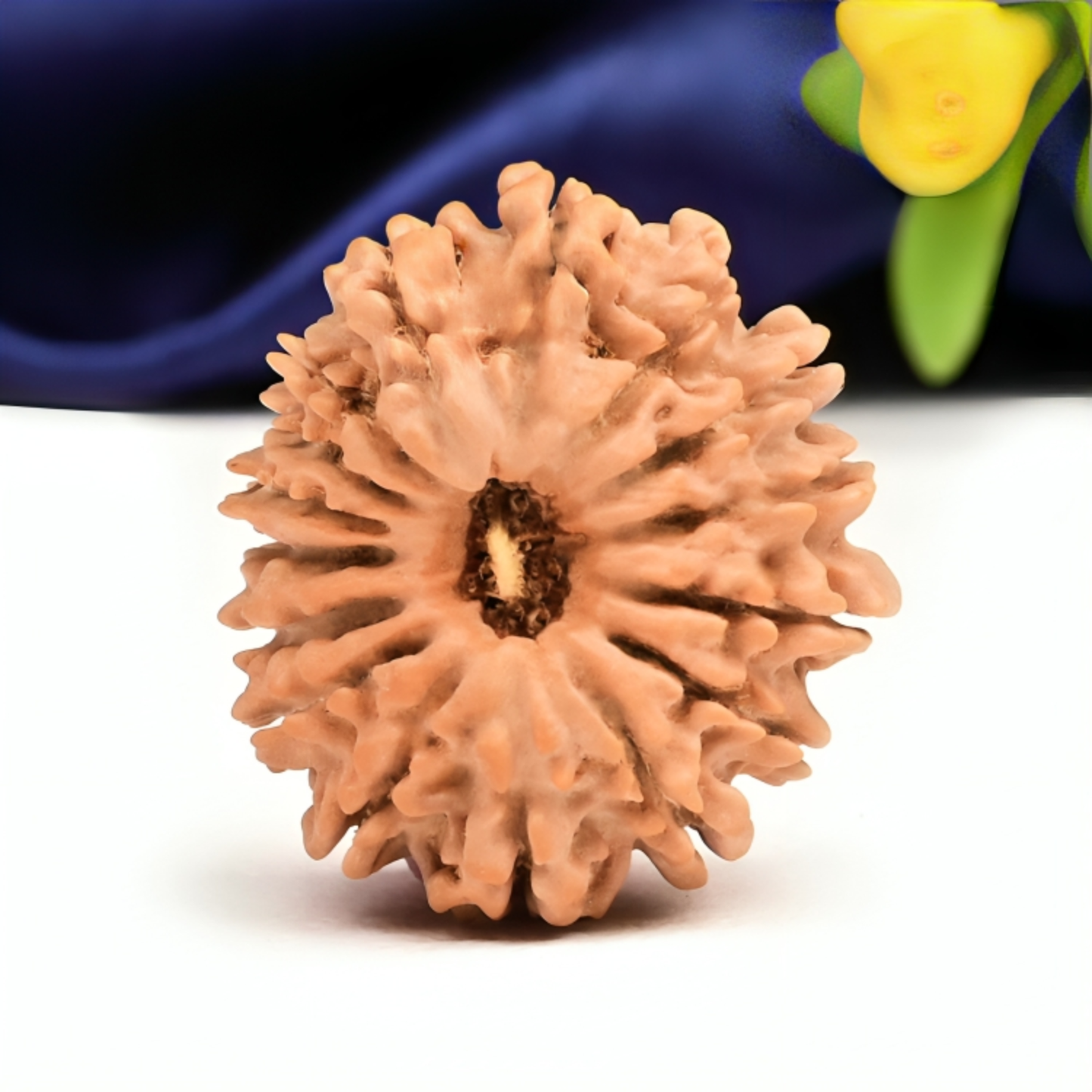 Nepal Origin 16 Mukhi Rudraksha