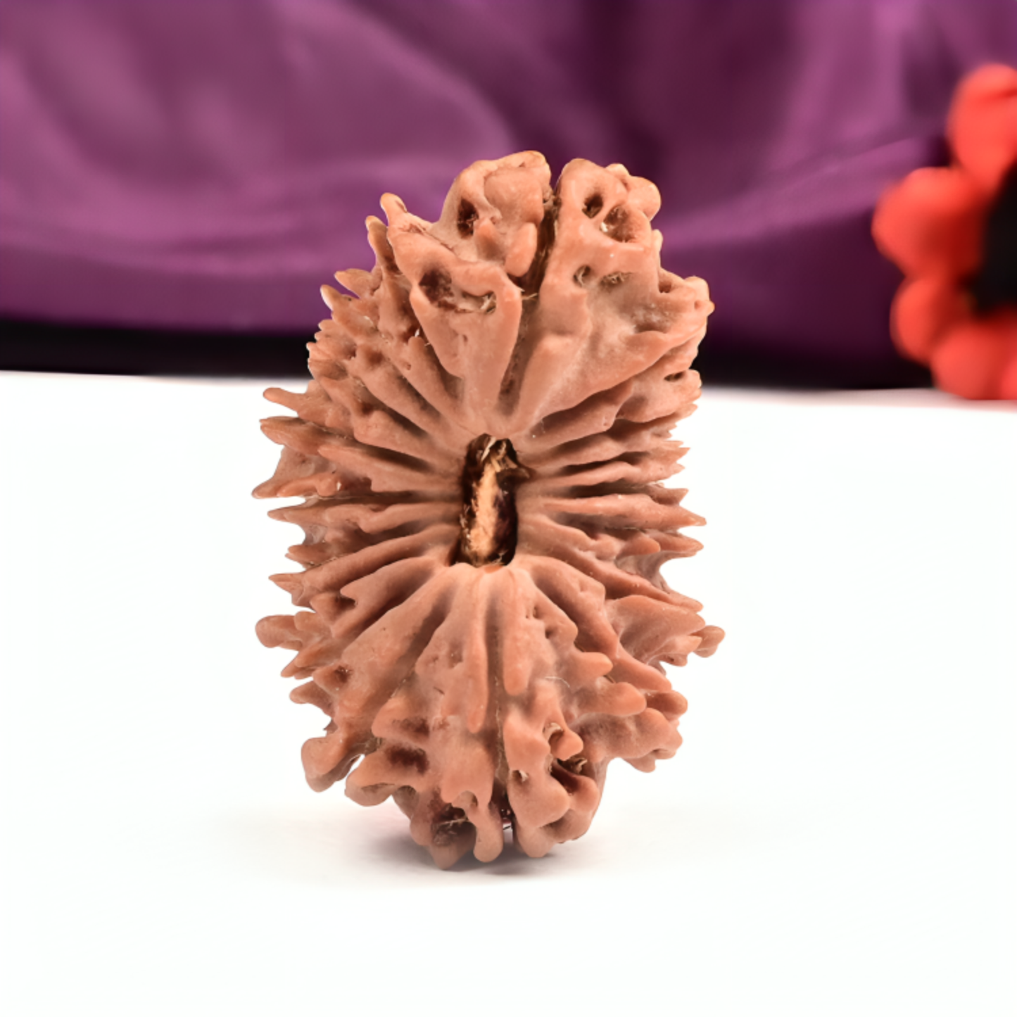 Nepal Origin 18 Mukhi Rudraksha