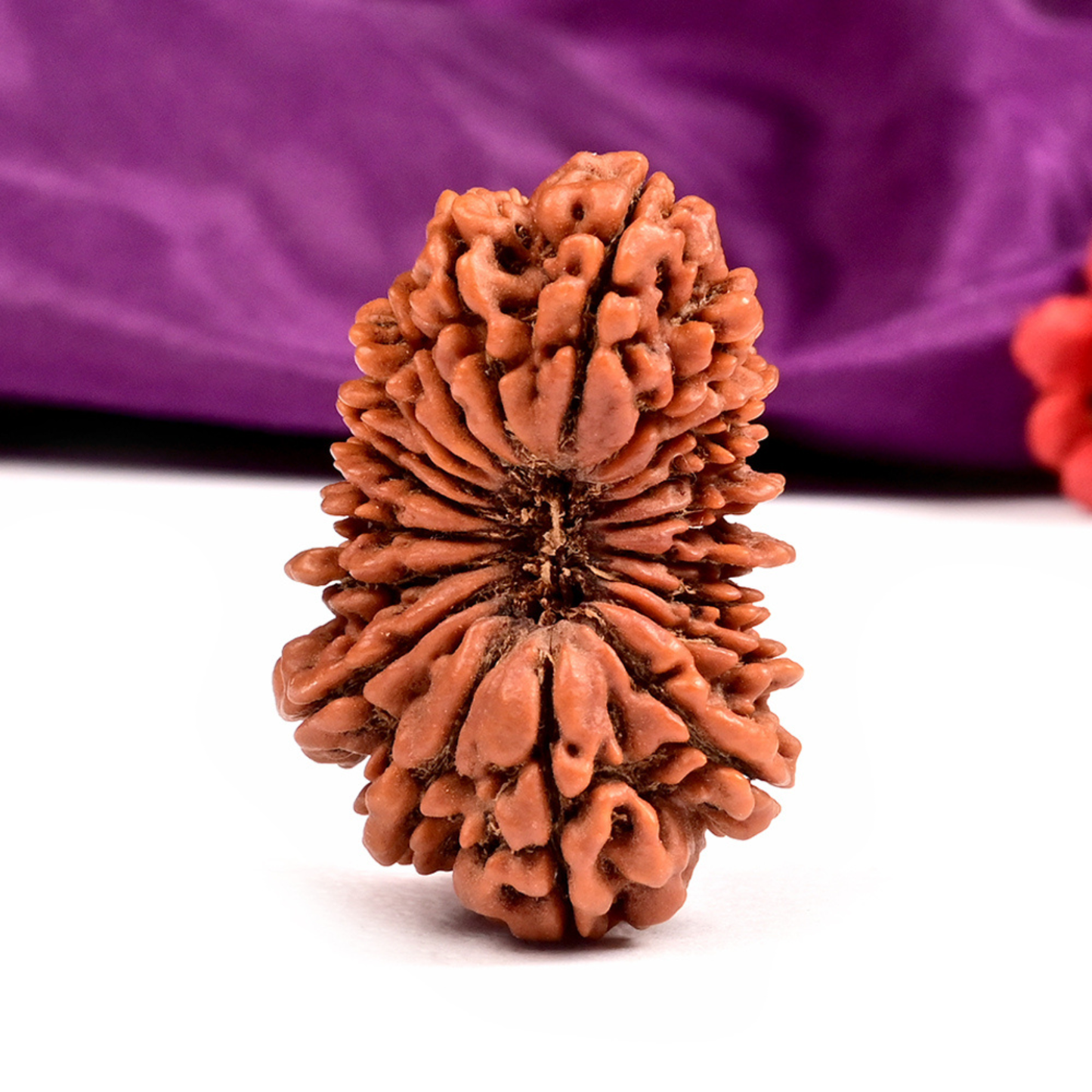 Nepal Origin 19 Mukhi Rudraksha