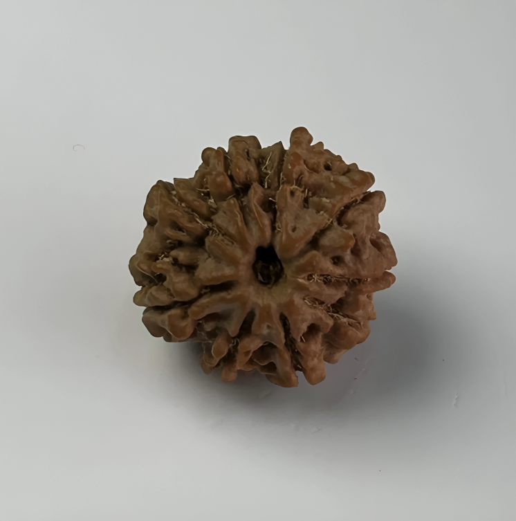 Nepal Origin 9 Mukhi Rudraksha