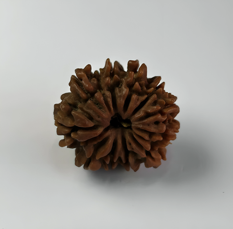 Nepal Origin 14 Mukhi Rudraksha