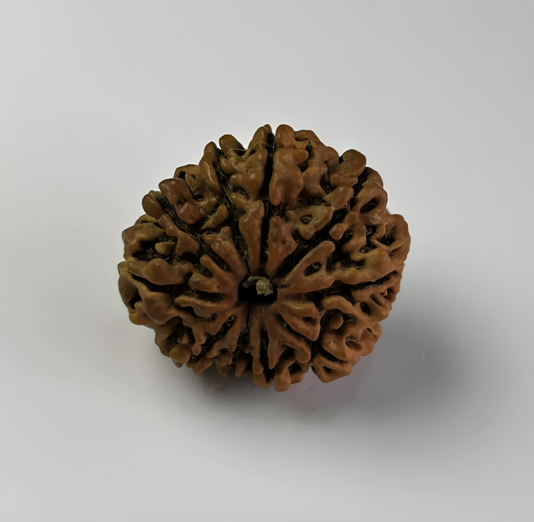 Nepal Origin 10 Mukhi Rudraksha