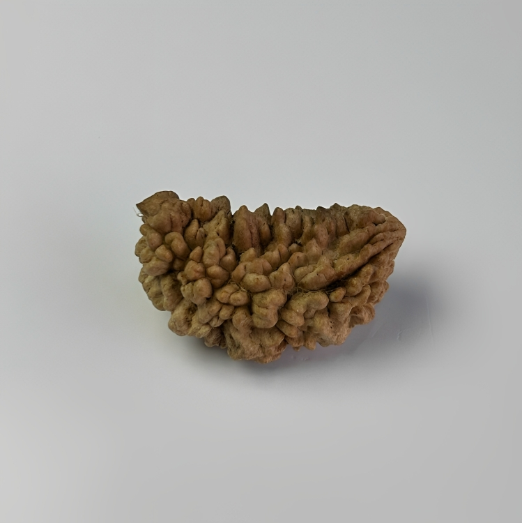 Nepal Origin 1 Mukhi Rudraksha