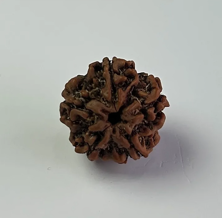 Nepal Origin 5 Mukhi Rudraksha