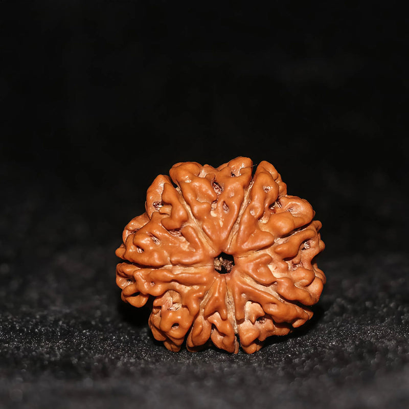 Rudraksha