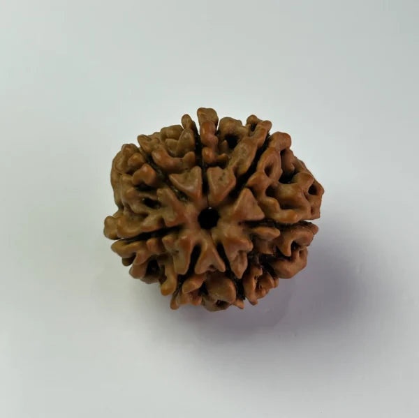 Nepal Origin 7 Mukhi Rudraksha