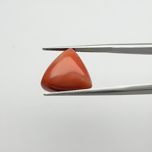 Triangular Red Coral (लाल मूंगा) - Ultra Premium