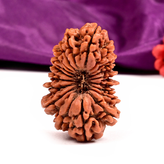 Nepal Origin 19 Mukhi Rudraksha
