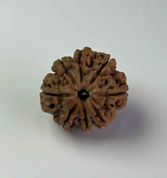 Nepal Origin 8 Mukhi Ruduraksha