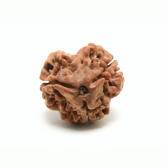 Rameshwaram 3 Mukhi Rudraksha