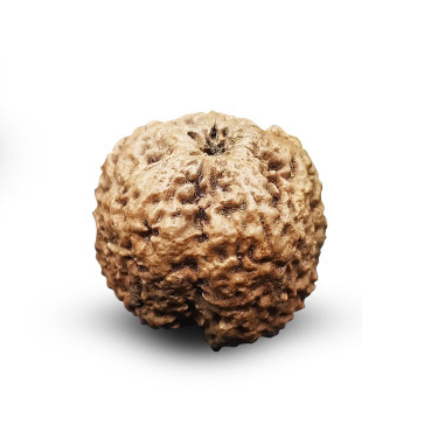 Nepal Origin  Nirakar Rudraksha