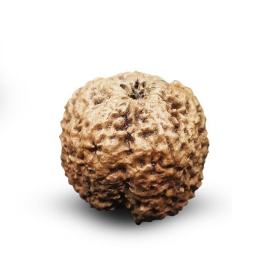 Nepal Origin  Nirakar Rudraksha