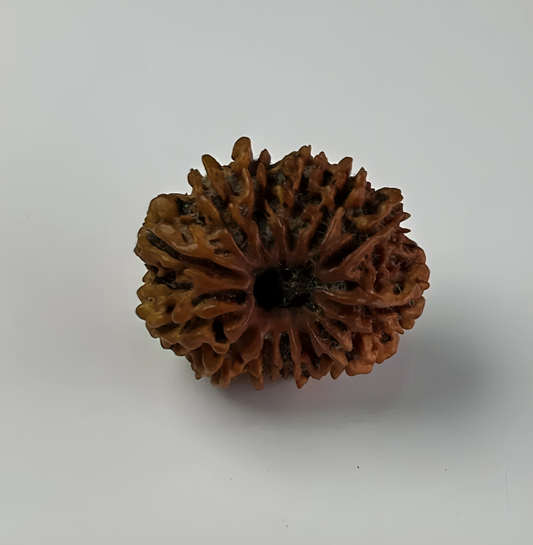 Nepal Origin 13 Mukhi Rudraksha