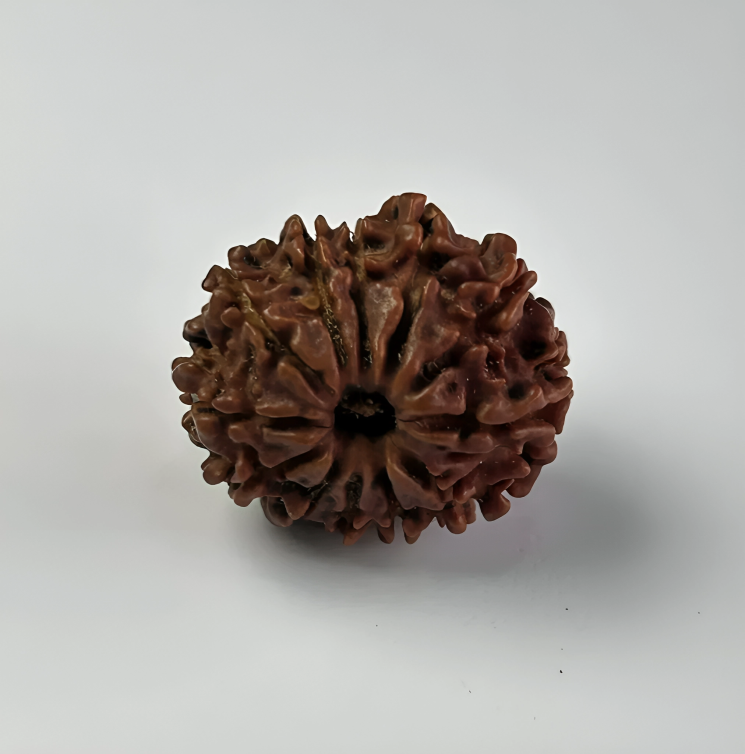 Nepal Origin 12 Mukhi Rudraksha