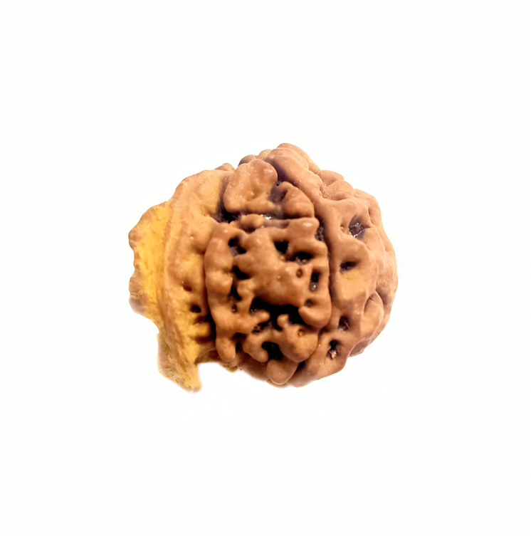 Ganesh Mukhi Rudraksha