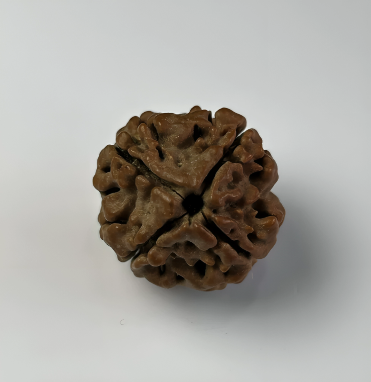 Nepal Origin 4 Mukhi Rudraksha