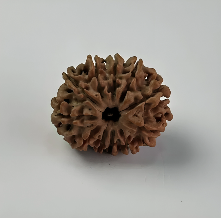 Nepal Origin 11 Mukhi Rudraksha