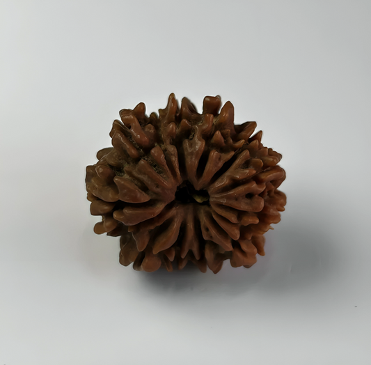 Nepal Origin 14 Mukhi Rudraksha