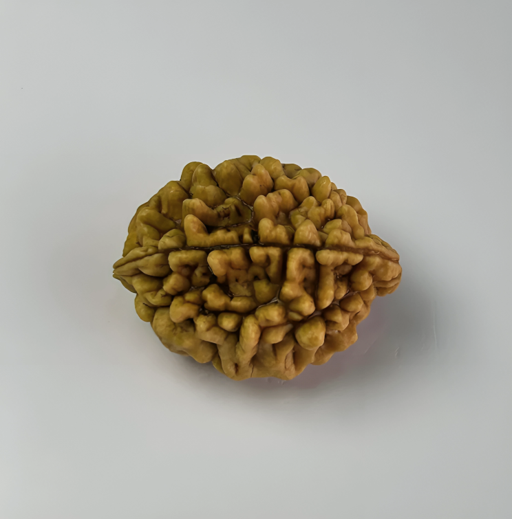Himalayan Origin 2 Mukhi Rudraksha