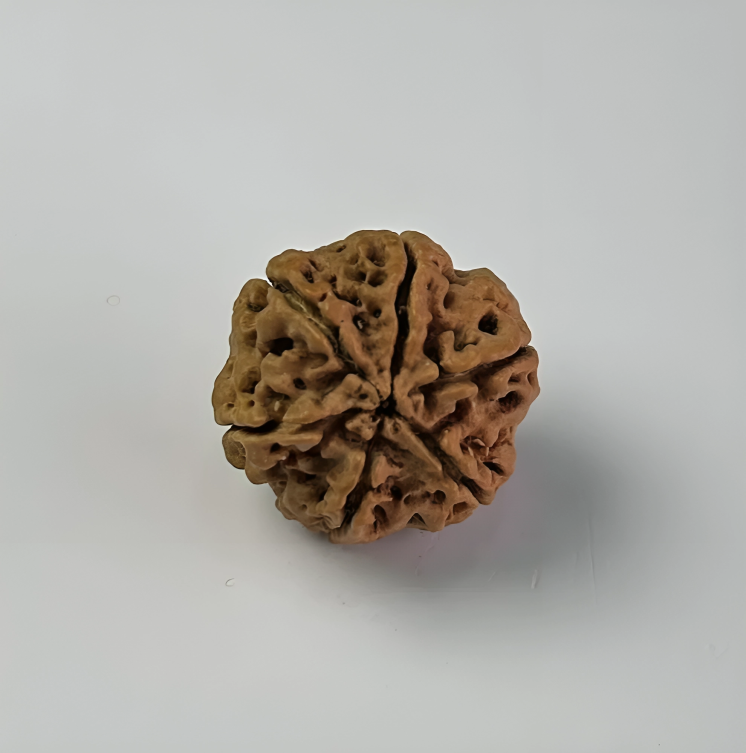 Nepal Origin 6 Mukhi Rudraksha