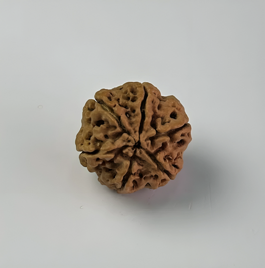 Nepal Origin 6 Mukhi Rudraksha