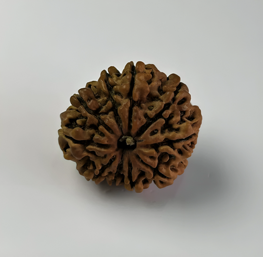 Nepal Origin 10 Mukhi Rudraksha