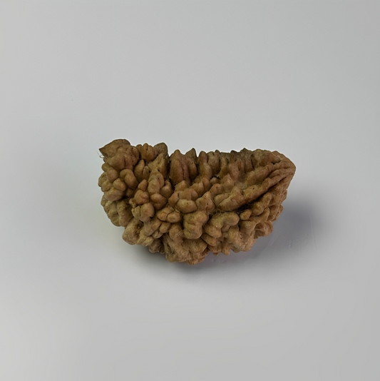 Nepal Origin 1 Mukhi Rudraksha