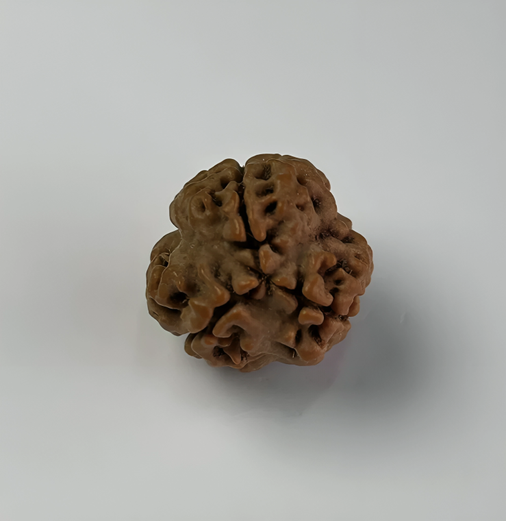 Nepal Origin 3 Mukhi Rudraksha