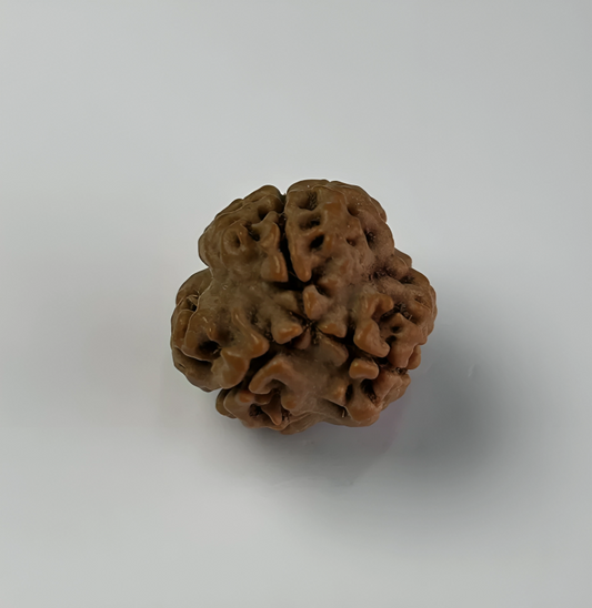 Nepal Origin 3 Mukhi Rudraksha