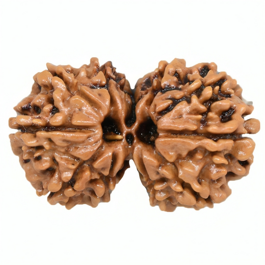Gauri Shankar Rudraksha