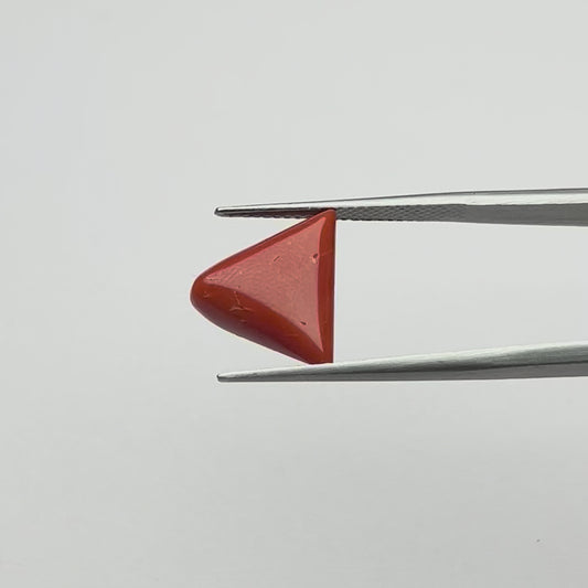 Triangular Red Coral (लाल मूंगा) - Ultra Premium