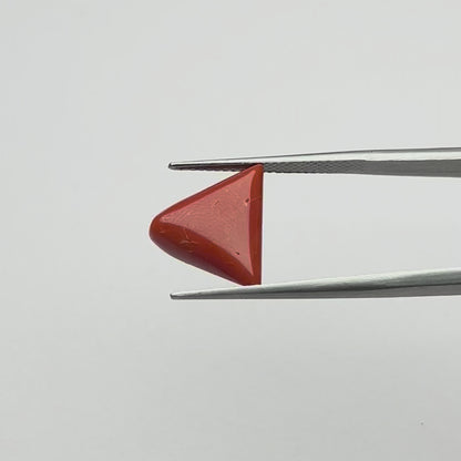 Triangular Red Coral (लाल मूंगा) - Premium